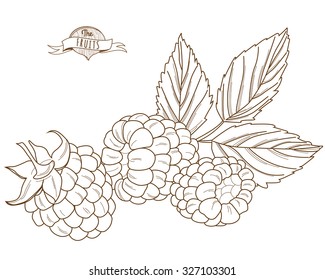 Vector illustration Outline hand drawn raspberry (flat style, thin line). Single raspberry, part of raspberry, isolated