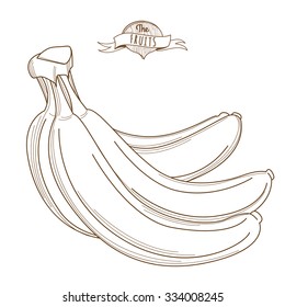 Vector illustration Outline hand drawn bunch of bananas (flat style, thin line). Isolated on white background