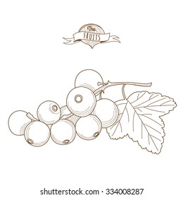 Vector illustration Outline hand drawn redcurrants with leaves (flat style, thin line). Isolated on white background