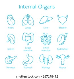 Vector illustration of outline icons internal human organs for infographic