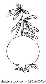 Vektorgrafik. Umrissbild eines Granatzweigs mit Früchten und Blättern. Handgezeichnete doodle Illustration, schwarzes Bild auf weißem Hintergrund. Lineare Kunst.