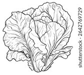 Vector Illustration Outline Line Art of Lettuce Ready to Be Cut for a Salad