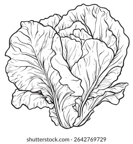Vector Illustration Outline Line Art of Lettuce Ready to Be Cut for a Salad