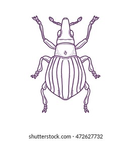 Vector Illustration of Outline Scarab Beetle Bug Insect Hand Drawn,  Apion artemisiae
