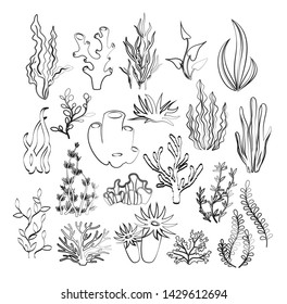 Vector illustration of outline seaweeds, planting, marine algae and ocean corals silhouettes. Underwater hand drawn plants for aquarium decor. Isolated set on white background. Nature seaweed marine