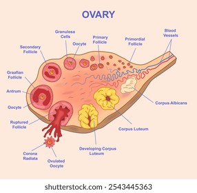 Ilustração vetorial do ovário mostrando vários estágios do desenvolvimento folicular, incluindo folículos primordiais, primários, secundários e Graafianos, bem como corpo lúteo, corpo albicano e ovulação