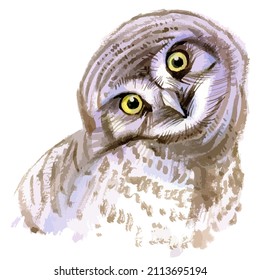 Vector illustration of owl portrait. Forest bird isolated on white background