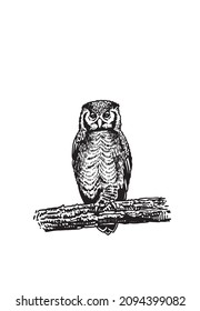 Vector illustration of owl sitting on the branch of the tree, illustration on white background