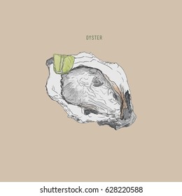 Vector illustration of oyster. 