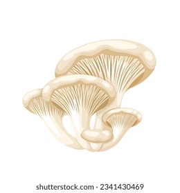 Vector illustration, oyster mushroom or Pleurotus ostreatus, isolated on white background.