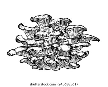 Vector illustration of oyster mushrooms in engraving style