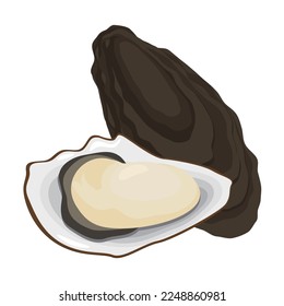 Vector illustration of oyster and shell.