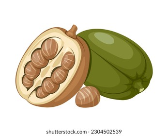 Vector illustration, Pachira aquatica or malabar chestnut, isolated on white background.