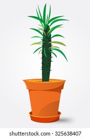 vector illustration  of Pachypodium cactus in pot isolated on white background 