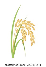 Vector illustration, Paddy with green leaves, isolated on a white background.