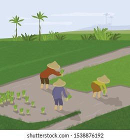 Vector illustration of paddy planting. Farmers transplant rice crops, grow and cultivate. Group of people working in rice field. Smallholder agriculture in Asia, Indonesia. Template banner, flyer, ad.