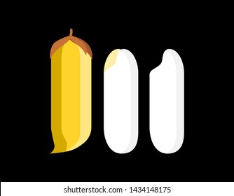 Vector illustration of paddy and rice