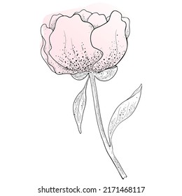 Vector illustration with a painted flower. A botanical sketch.