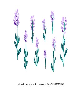 Vector illustration of a painted lavender.