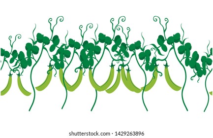 Vector illustration of painted peas on white background. Symbol of vegetable, food,vegetarian,vegan.