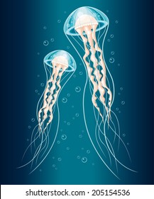 Vector illustration of a pair of blue jellyfishes 