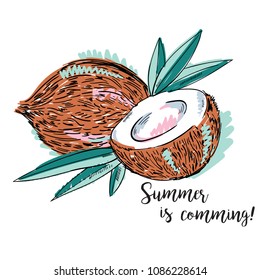 Vector illustration of pair of coconuts with leafs drawn with a tablet, hand drawn imitation in watercolor style, sketch card with lettering summer is coming