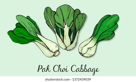 Vector Illustration of Pak Choi Cabbage Sketch Style