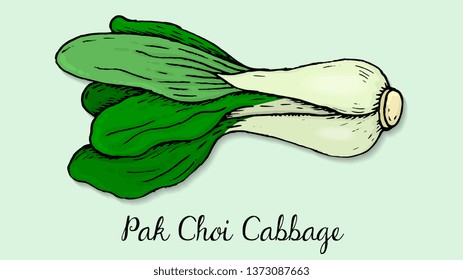 Vector Illustration of Pak Choi Cabbage Sketch Style