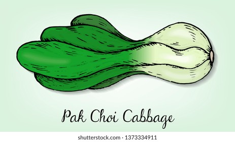 Vector Illustration of Pak Choi Cabbage Sketch Style
