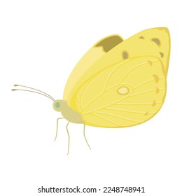 Vector illustration of pale clouded yellow butterfly isolated on background.