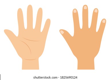 Vector illustration of the palm and back of a hand.