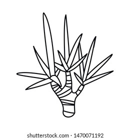 Vector illustration of palm and coconut sign. Set of palm and hawaii stock symbol for web.