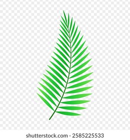 Vector illustration of Palm leaf on transparent background