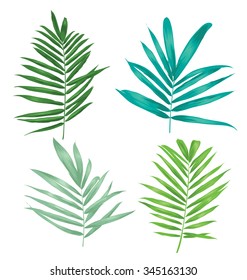 vector illustration of palm leaf set
Vector Illustration of palm leaf set
