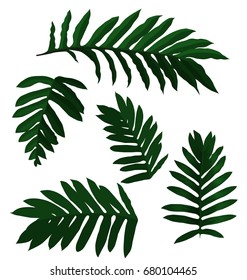Vector Illustration of palm leaf set.