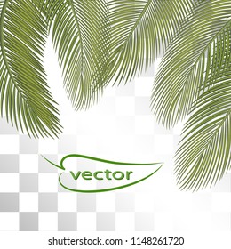 Vector illustration of Palm leaves close-up macro realistic image isolated on transparent background.