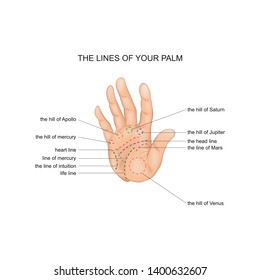 vector illustration of palm line. palmistry. hand