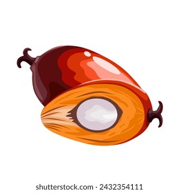 Vector illustration, palm oil seed, isolated on white background.