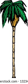 Vector illustration of a palm tree