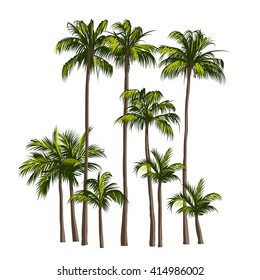 Vector illustration of the palm tree