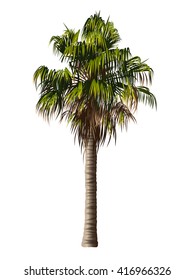 Vector illustration of the palm tree
