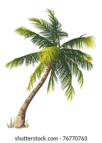 Vector illustration of the palm tree