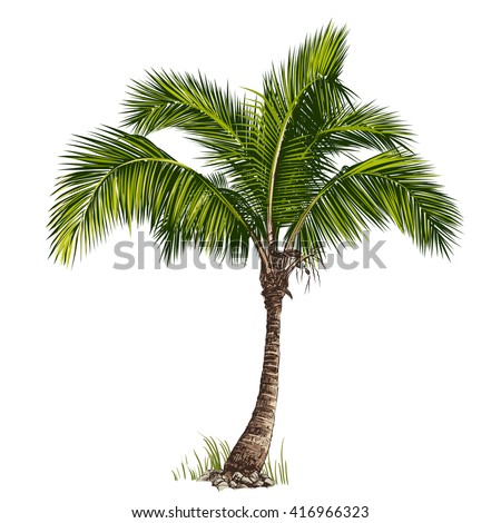 Vector Illustration Palm Tree Stock Vector (Royalty Free) 416966323