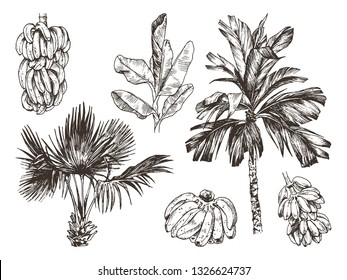 Vector Illustration Of Palm Tree And Banana Fruit Sketch For Design, Website, Background, Banner. Hand Drawing Floral On Beach. Travel And Vacation Ink Element Template. Isolated On White