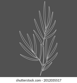 Vector illustration of a palm tree branch with leaves. Contour illustration. Design for fabric, printing, wallpaper, packaging, posters, medicine, beauty, postcards.