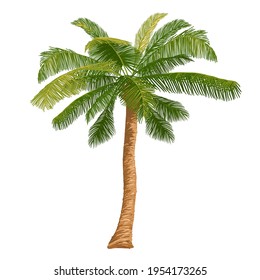 Vector illustration of a palm tree. An element for scenes on a tropical beach, on vacation, on vacation. Exotic tree isolated on white background.