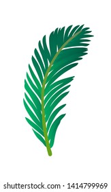Vector illustration of palm tree leaf. Isolated on white background. 
