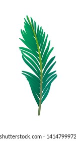 Vector illustration of palm tree leaf. Isolated on white background. 