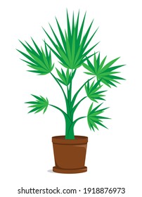 Vector illustration of palm tree. Plant growing in a pot. Illustration in flat style, isolated on white background