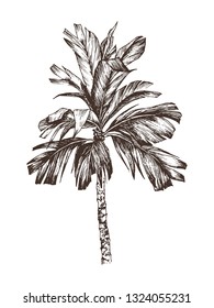 Vector Illustration of palm tree sketch for design, website, background, banner. Hand Drawing floral on beach. Travel and vacation ink element template. Isolated on white